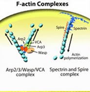 Cytoskeleton_Actine_interchim_blog_0214