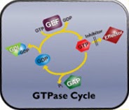 Cytoskeleton_GTPase_interchim_blog_0214