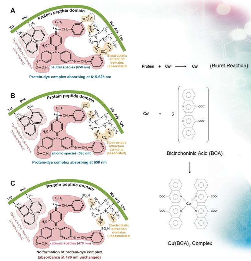Coomassie_BCA_interchim_blog_0215