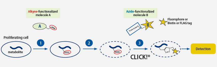 conjugaison_click_interchim_blog_0116