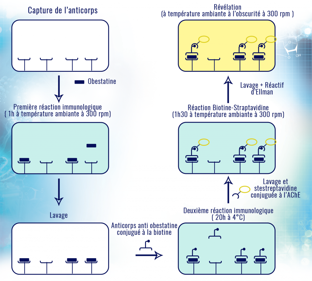 obestatine_AChE_ reactif_Ellman_interchim_blog_0216