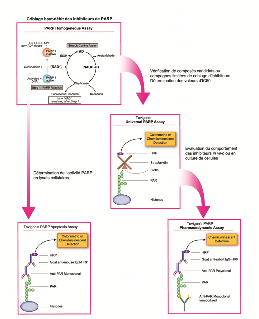 schemakitsElisa_Trevigen_Interchim_blog_0416