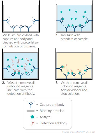 schematisationsandwichelisa_cayman_interchim_blog_0416
