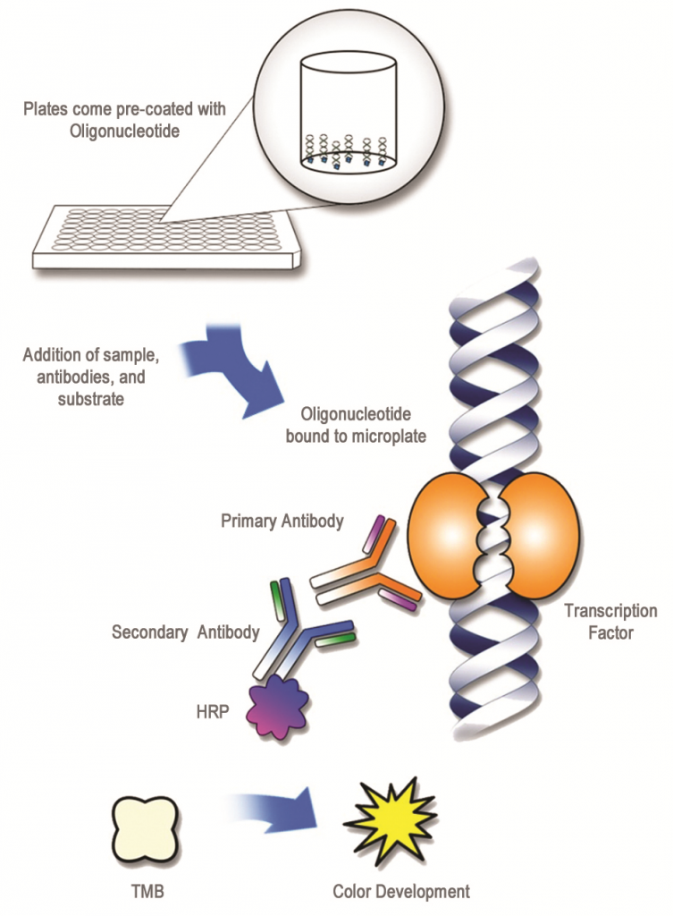 schemakitsElisaTFact_AssaybioTech_Interchim_blog_0416