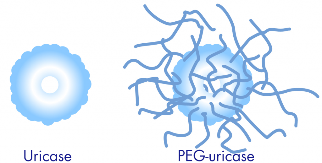 Fig : Comparaison de l’uricase et la PEG-uricase 
