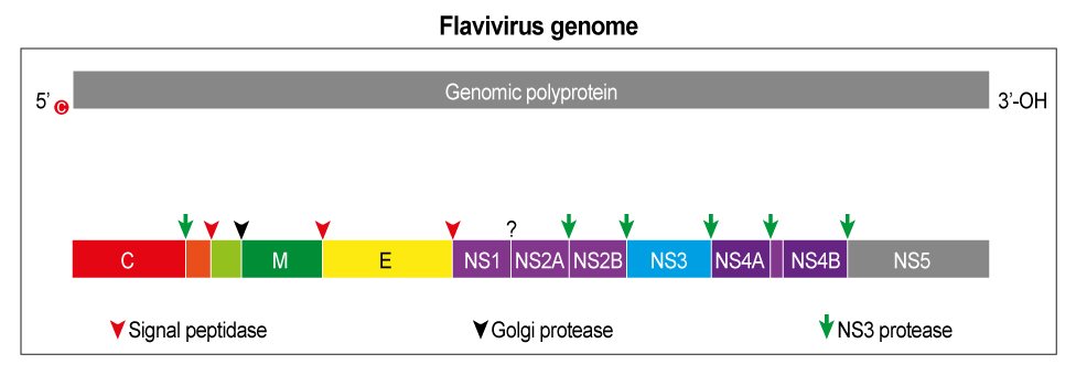 SchemaZika-1virus