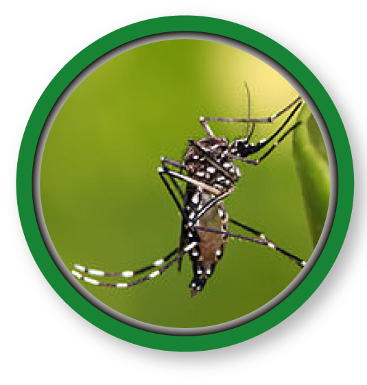 Le moustique tigre principal vecteur de la maladie Zika