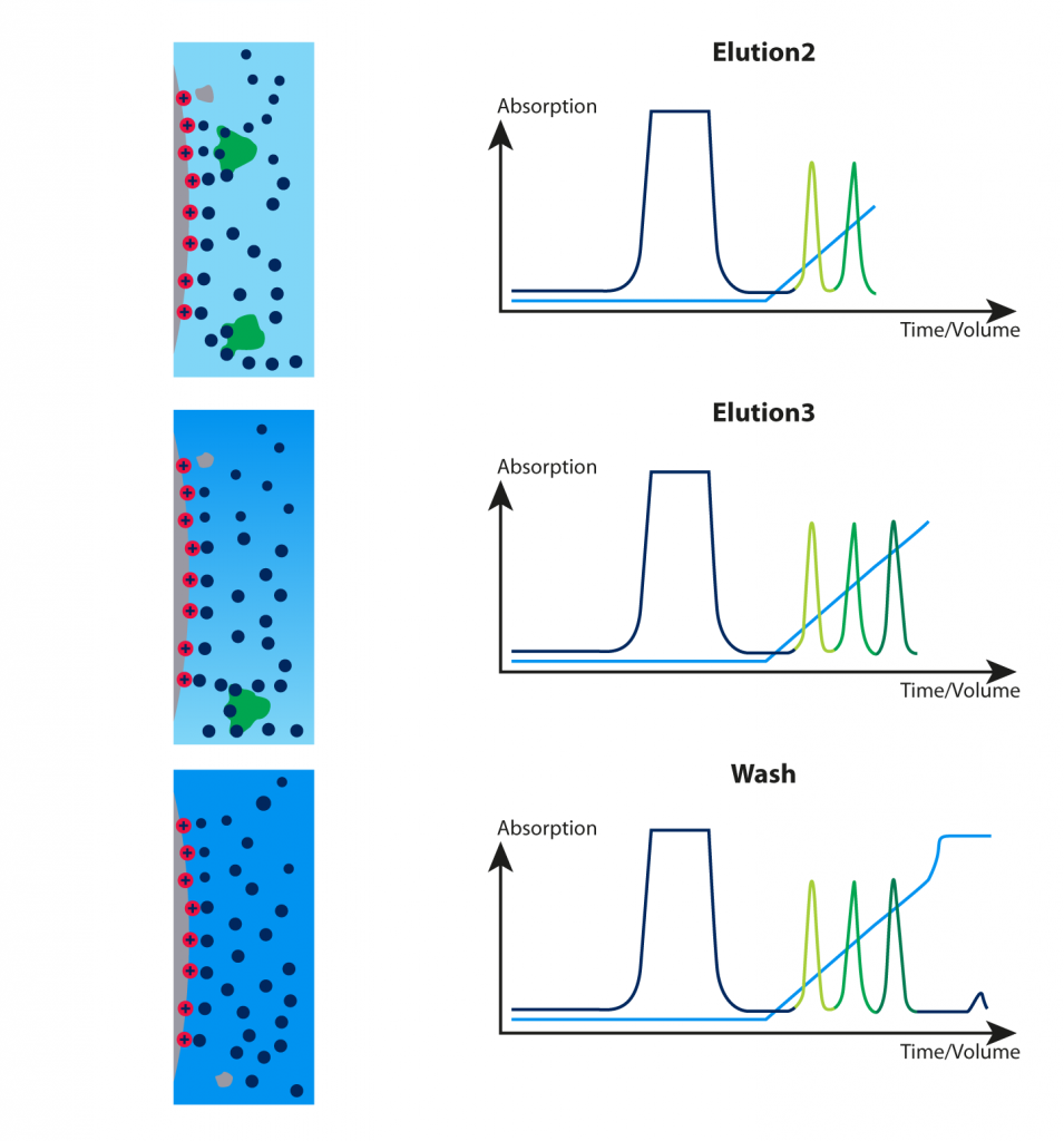 Elution progressive des protéines avec l’augmentation du gradient de force ionique