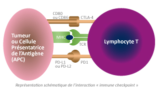 SchemaIinteractionImmuneCheckpoint