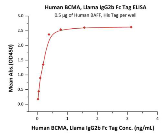 Lama IgG2b Fc tag Humaine-2