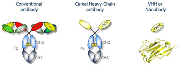 Structure des Nanocorps