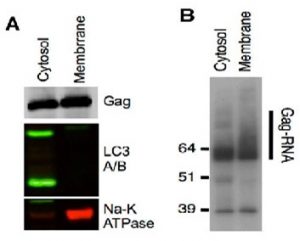 Kit isolement protéines membranaires