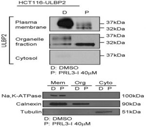 Kit isolement protéines membranaires