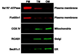 Kit isolement protéines membranaires
