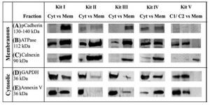 Kit isolement protéines membranaires