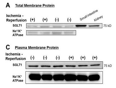 Kit isolement protéines membranaires