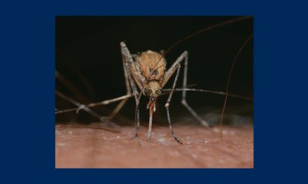 Zika : anticorps et proteines