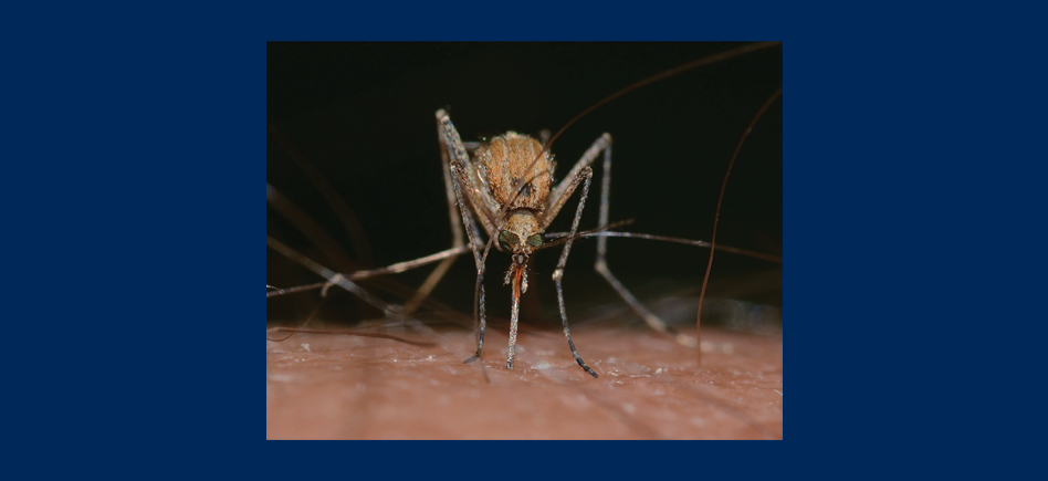 Zika : anticorps et proteines