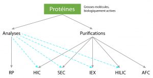 Analyse & Purification des Biomolecules