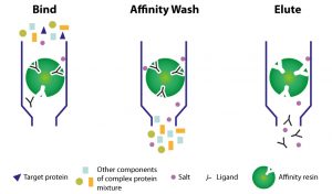 Analytical Purification Technics : Affinity