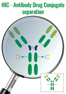 Antibody Drug Conjugate separation - HIC