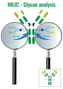 Glycan analysis - HILIC