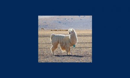 Anticorps de Lama et protéines taggées IgG Fc de lama