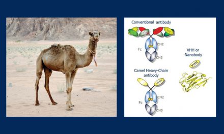 Nano-Anticorps, de nouveaux outils pour l’analyse des protéines, les immunoessais et la thérapie médicamenteuse