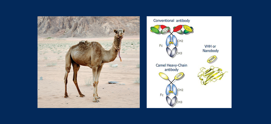 Nano-Anticorps, de nouveaux outils pour l’analyse des protéines, les immunoessais et la thérapie médicamenteuse