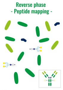 Peptide Mapping