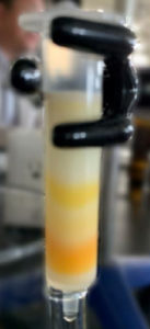 ODS: lycopene extracted from tomato paste