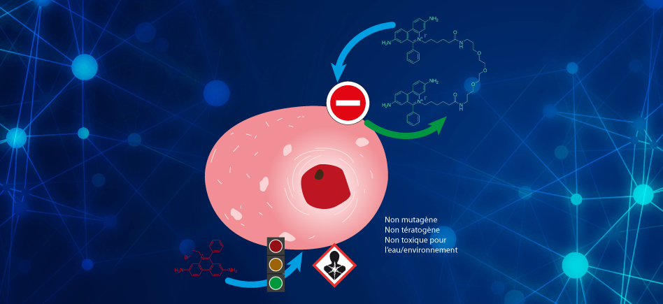 6 choses à savoir pour une coloration optimale des gels d’acides nucléiques : les solutions GelRed et GelGreen