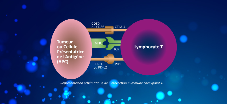 L’immunothérapie “immune checkpoints” et l’immunothérapie “adoptive”