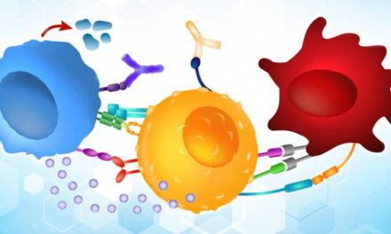 Anticorps validés fonctionnels In vivo dédiés à la recherche sur les “immune checkpoints”