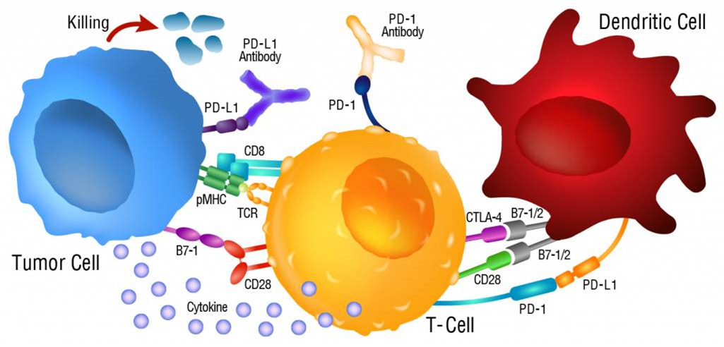 Blocage des voies de contrôles immunitaires suppressives par utilisation d’anticorps anti PD-1 et anti-PD-L1