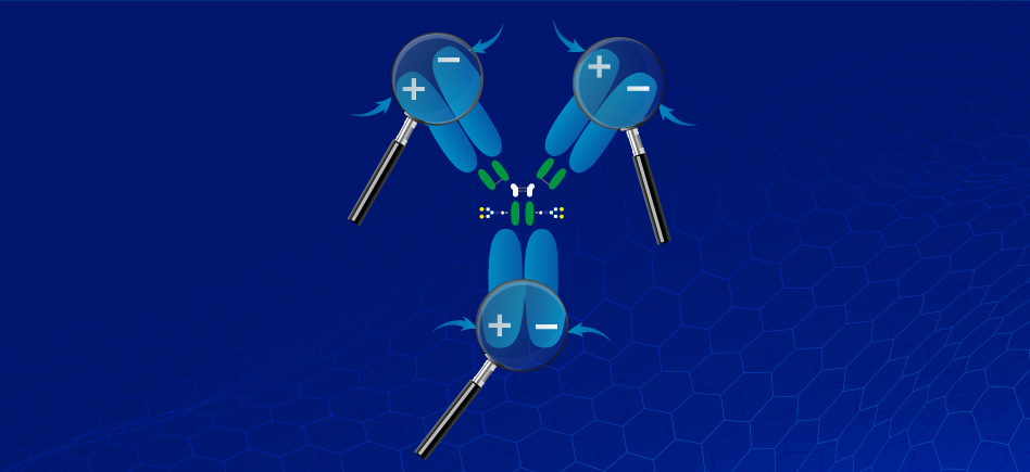 Analyse & purification des protéines : tout sur la chromatographie par échange d’ions (IEX)