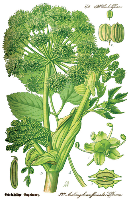 Illustration Angelica archangelica