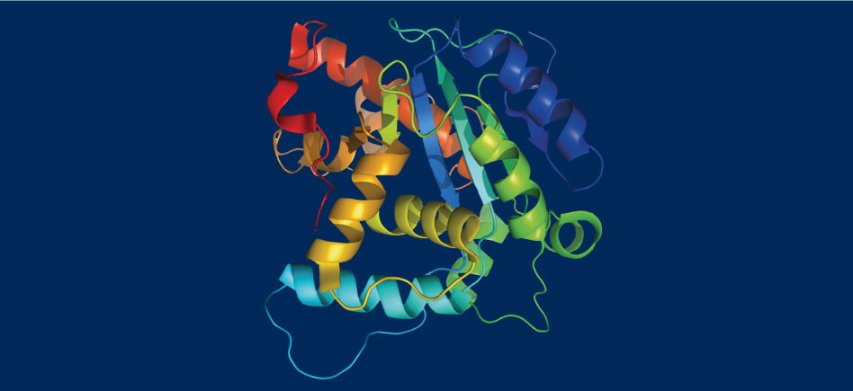 Purification de protéines : la stratégie CEP