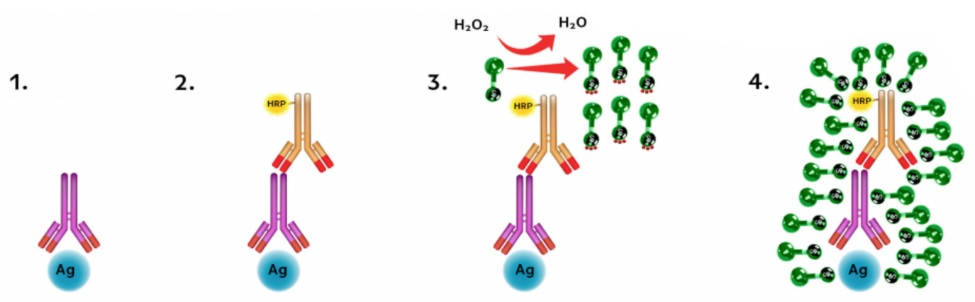 Réactifs Styramide iFluor