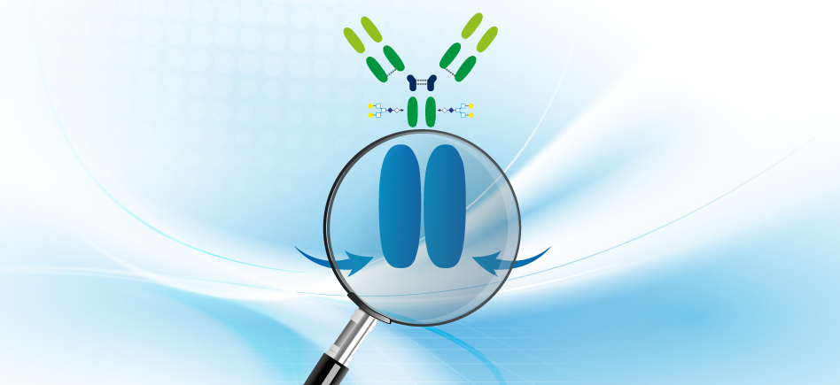 Analyse & purification des protéines : tout sur la chromatographie par affinité
