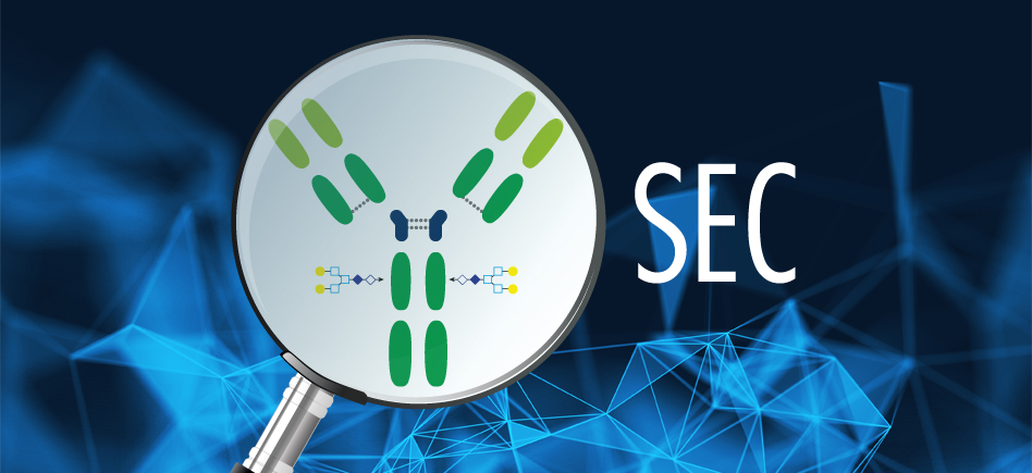 Analyse & purification des protéines : SEC (Size Exclusion Chromatographie), la séparation des molécules selon leurs tailles
