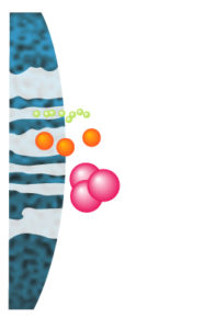 La phase mobile & l ’échantillon traversent la colonne