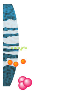 Les grandes molécules sortent de la colonne en 1er suivies par les autres molécules