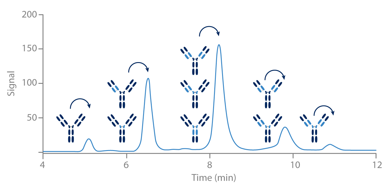 La séparation est basée sur le nombre de molécules cytotoxiques liées à l’anticorps.