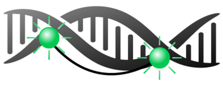 EvaGreen-DNA complex