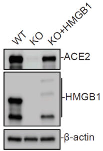 Regulated Expression