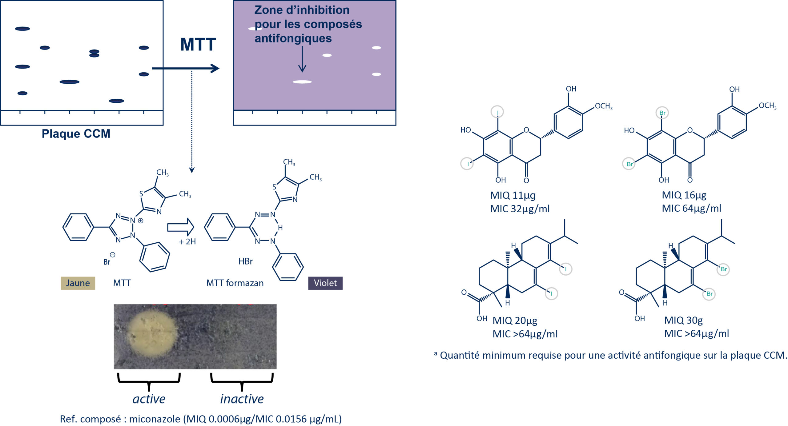 Essai de bioautographie antifongique