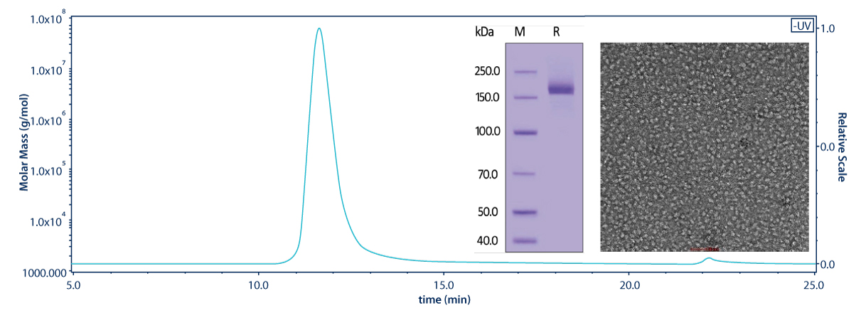 SARS-CoV-2 S protein, His Tag, Super stable trimer