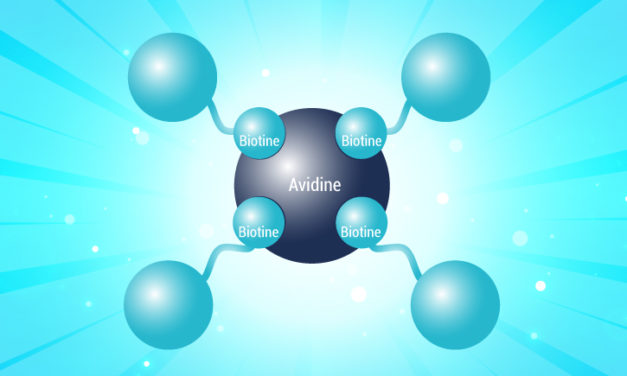 Protéines biotinylées pour la quantification, la détection et la purification