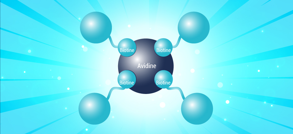 Protéines biotinylées pour la quantification, la détection et la purification